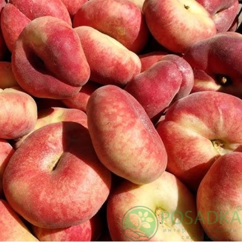 картинка Персик инжирный UFO-3 