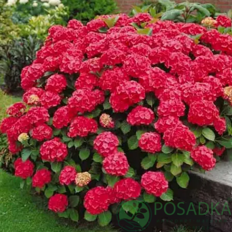 картинка Гортензия крупнолистная Hot Red C2 