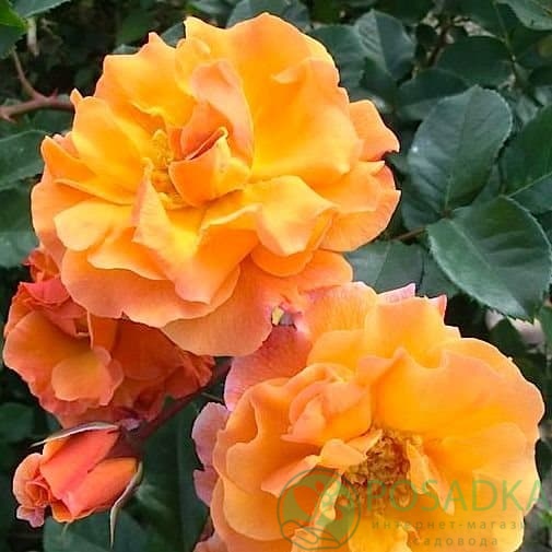 картинка Роза английская Арабия 