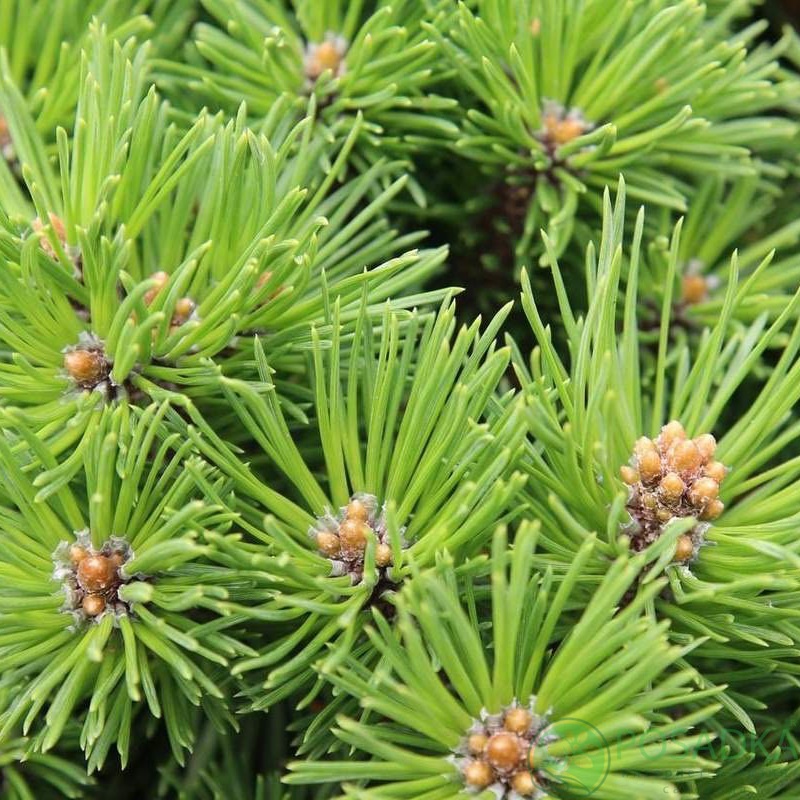 картинка Сосна горная Tyller (Таллер) 