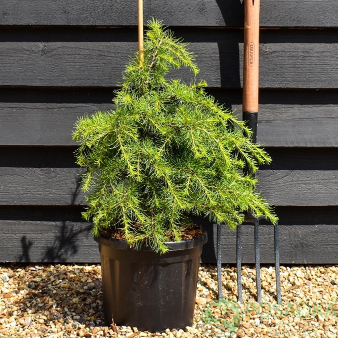 картинка Кедр ливанский Dino (Cedrus libani Dino)  картинка Кедр ливанский Dino (Cedrus libani Dino)