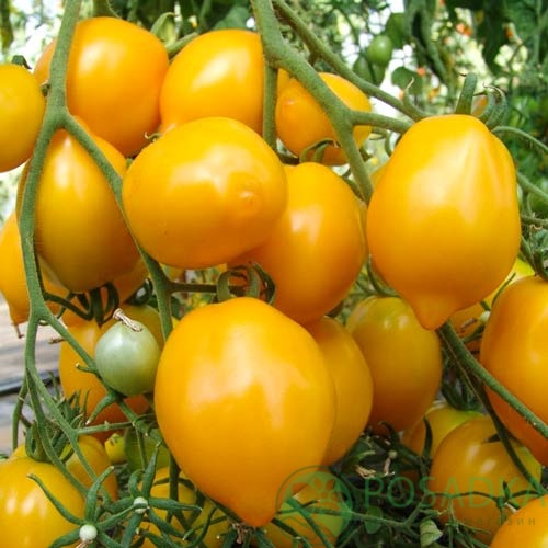 картинка Семена Томат Лимон-лиана 0.1гр, SeedEra 