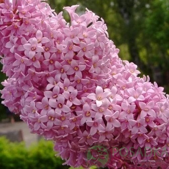 картинка Сирень Престон Miss Canada  картинка Сирень Престон Miss Canada