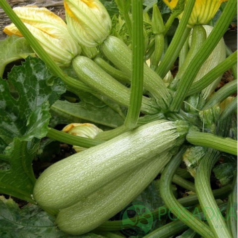 картинка Семена кабачок Аспирант семена 3 г, SeedEra 