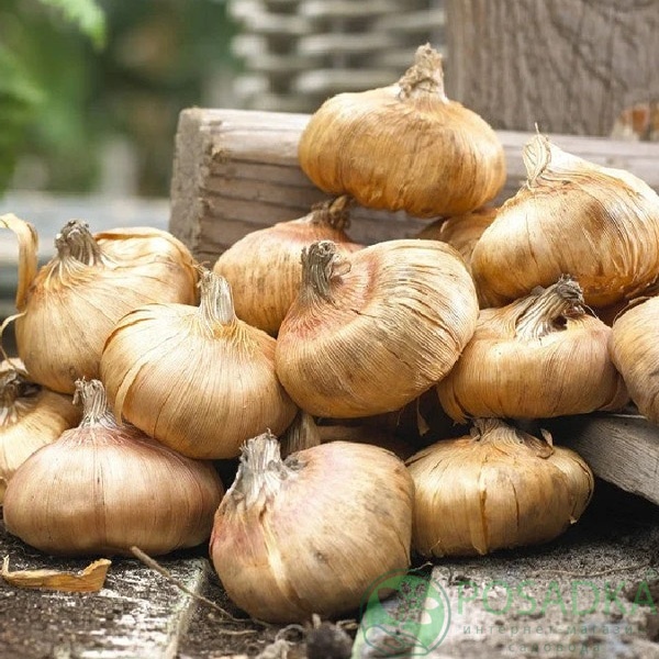 картинка Гладиолус Nanus Impressive  картинка Гладиолус Nanus Impressive