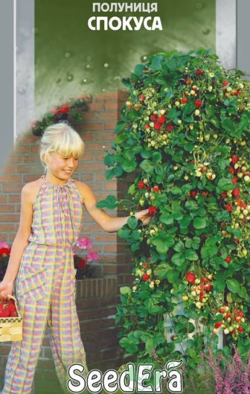 картинка Семена Клубника Искушение 0.01гр 