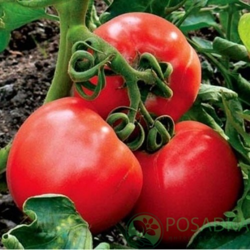 картинка Семена Томат Шапка Мономаха 0.1гр, SeedEra 