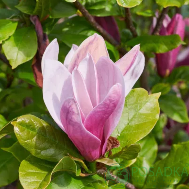 картинка Магнолия Oriental Night 