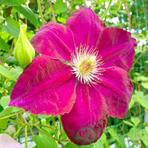 картинка Клематис Clematis Kryspina QE 