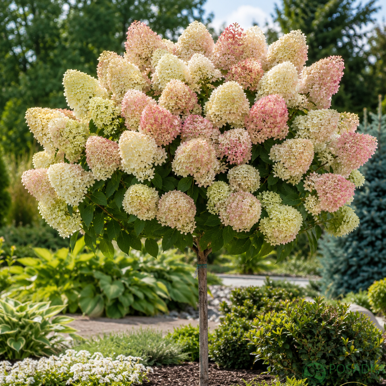 картинка Гортензия на штамбе Magical Sweet Summer 