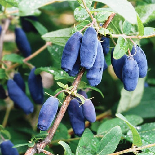 картинка Жимолость съедобная Хоней Би  картинка Жимолость съедобная Хоней Би