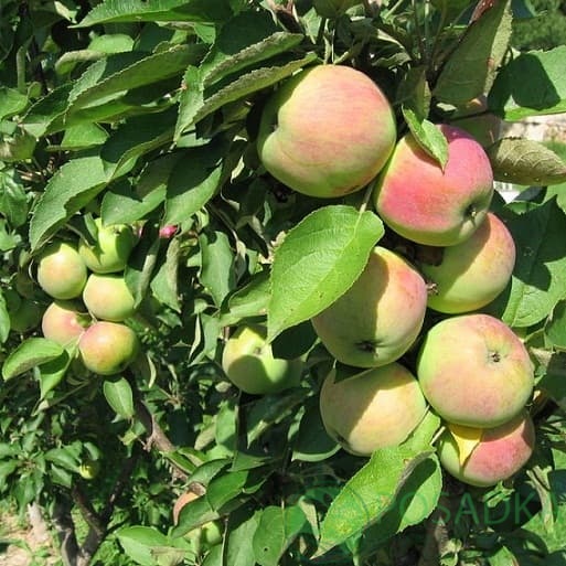 картинка Яблоня колоновидная Трайдент  картинка Яблоня колоновидная Трайдент