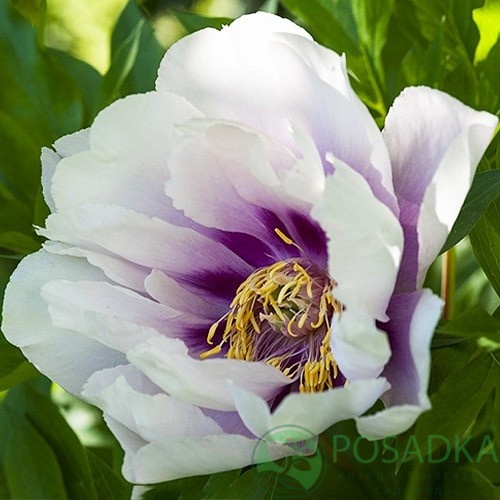 картинка Пион ITOH Cora Louise (Кора Луиза) 