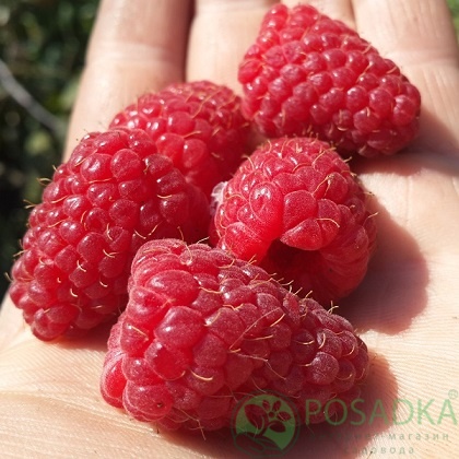 картинка Малина Моллинг Хэппи 