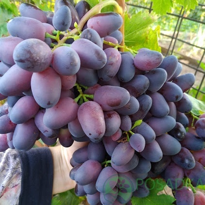 Виноград Дамасская красавица купить в Украине