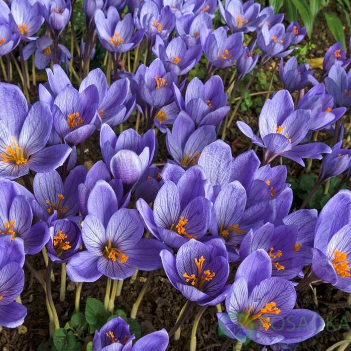 картинка Крокус Conqueror  картинка Крокус Conqueror