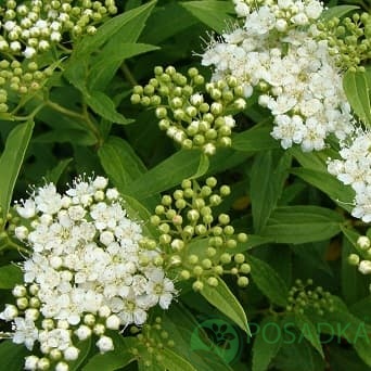 картинка Спирея японская Альбифлора 