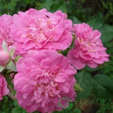 картинка Роза бордюрная Луис Джолиет 