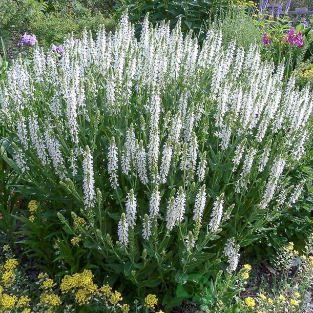 картинка Шалфей дубравный Sensation Medium White 