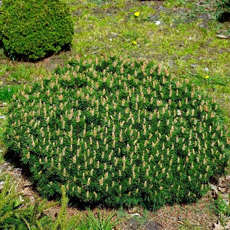 картинка Сосна горная Benjamin штамб 60 см 