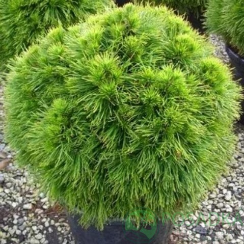 картинка Сосна чорна Spielberg 