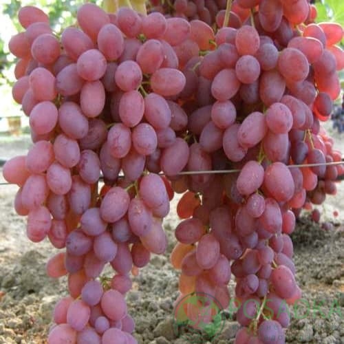 картинка Виноград кишмиш Вавилон 