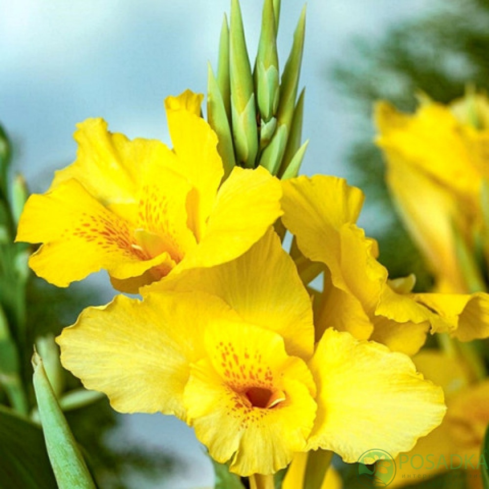 картинка Канна Richard Wallace 