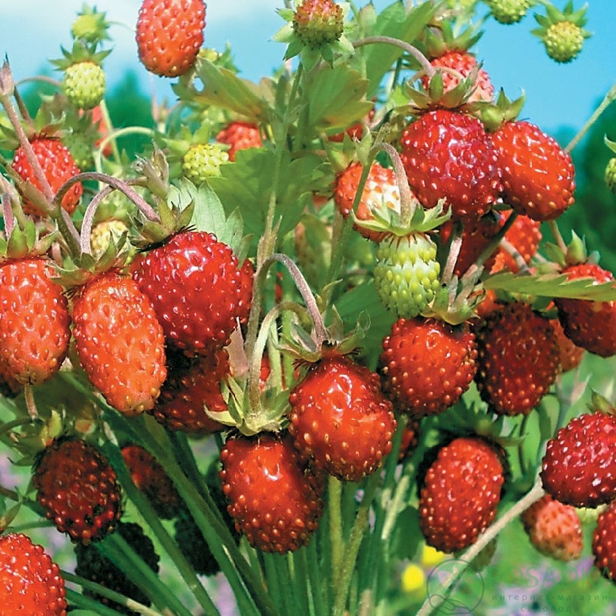 картинка Земляника Барон Рюген (кассета) 