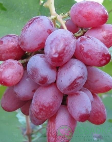 картинка Виноград Рута 