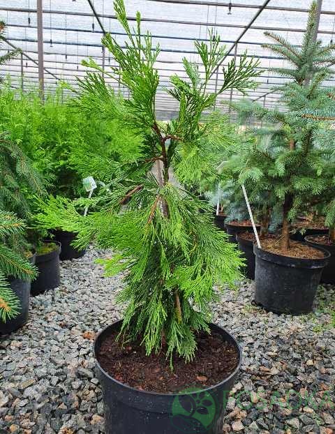 картинка Кипарисовик Maupin Glow 7,5л 