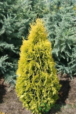 картинка Туя западная Янтарь 