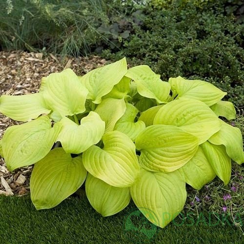 картинка Хоста Tortilla Chip 