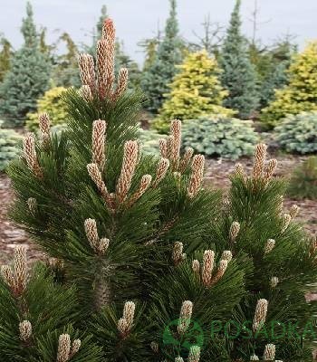 картинка Сосна белокорая "Little Dracula" 