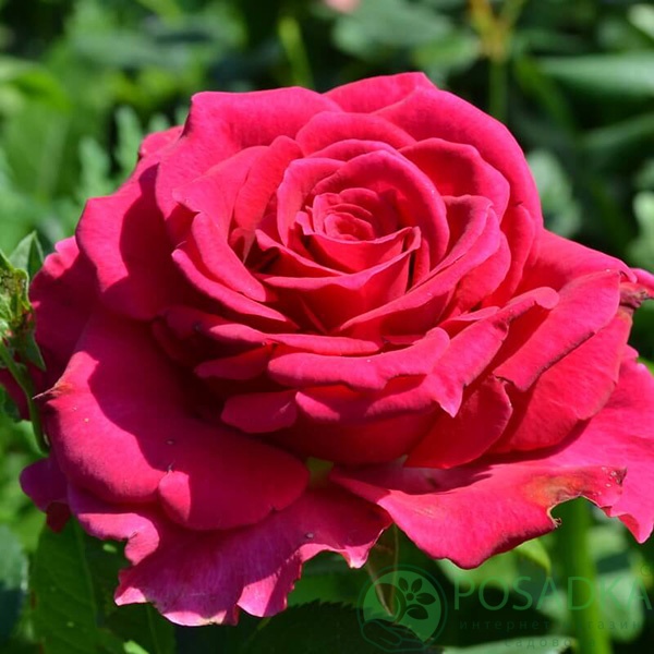 картинка Роза чайно-гибридная Гочта (Gotcha) 