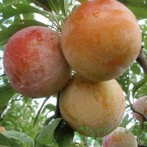 картинка Алыча Байрон Голд 