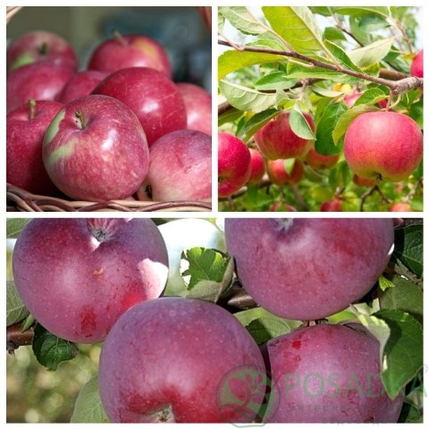 картинка Яблоня дерево сад (Слава Победителю, Чемпион, Вильямс Прайд) 