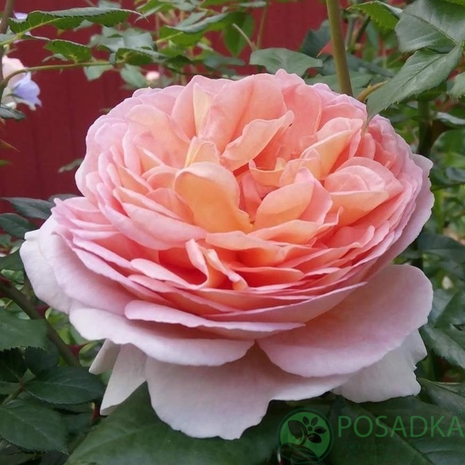 картинка Роза чайно-гибридная Лондон Ай С2 