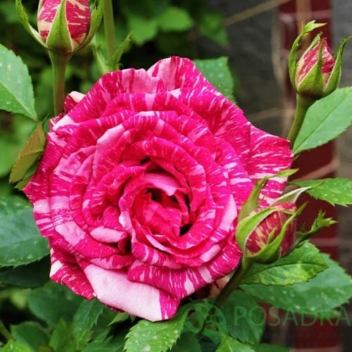 картинка Роза чайно-гибридная Пинк Интуишин С2 