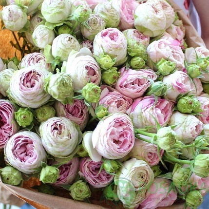 картинка Роза кустовая Брайдал Лейс Роза (контейнер С2) 