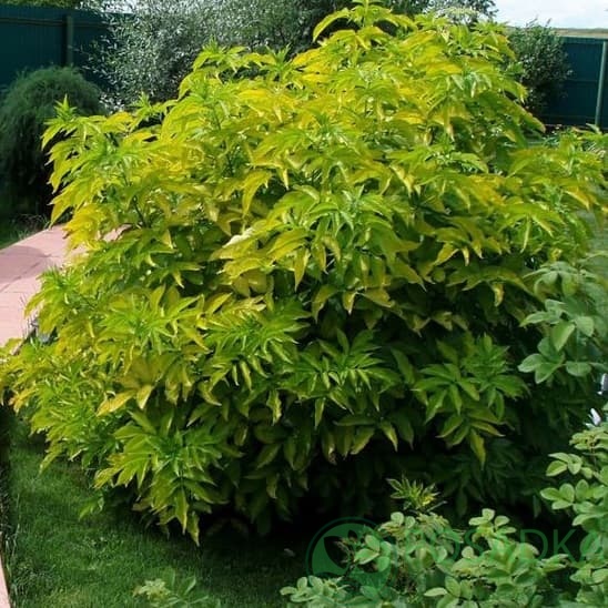 картинка Бузина красная Plumosa Aurea 