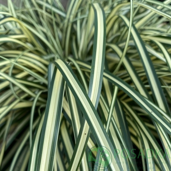 картинка Осока охименская Everest  картинка Осока охименская Everest