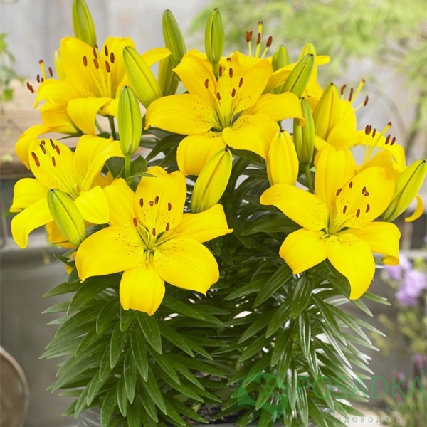 картинка Лилия Ilse  картинка Лилия Ilse