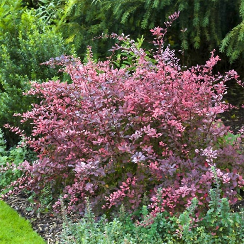картинка Барбарис Тунберга Rose Glow (Роуз Глоу) 