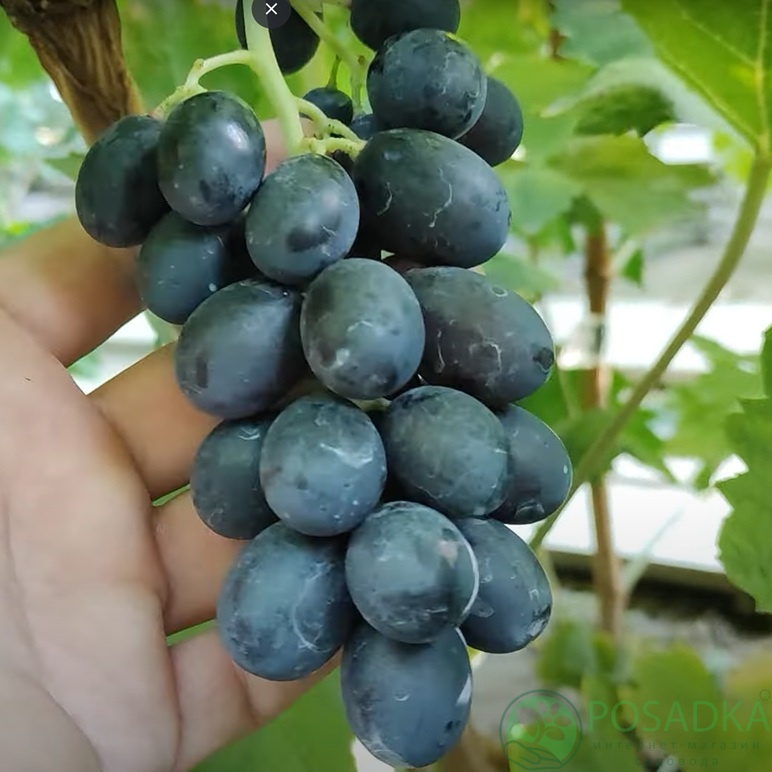 картинка Виноград кишмиш Пандора 