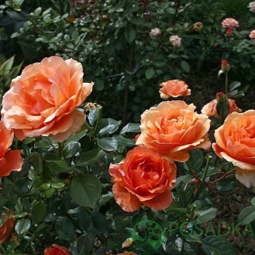 картинка Роза чайно-гибридная Ашрам 