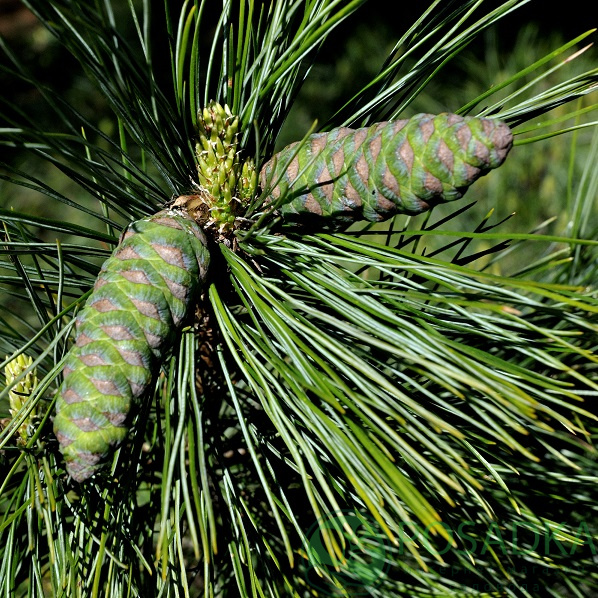 картинка Сосна румелийская Pinus peuce 