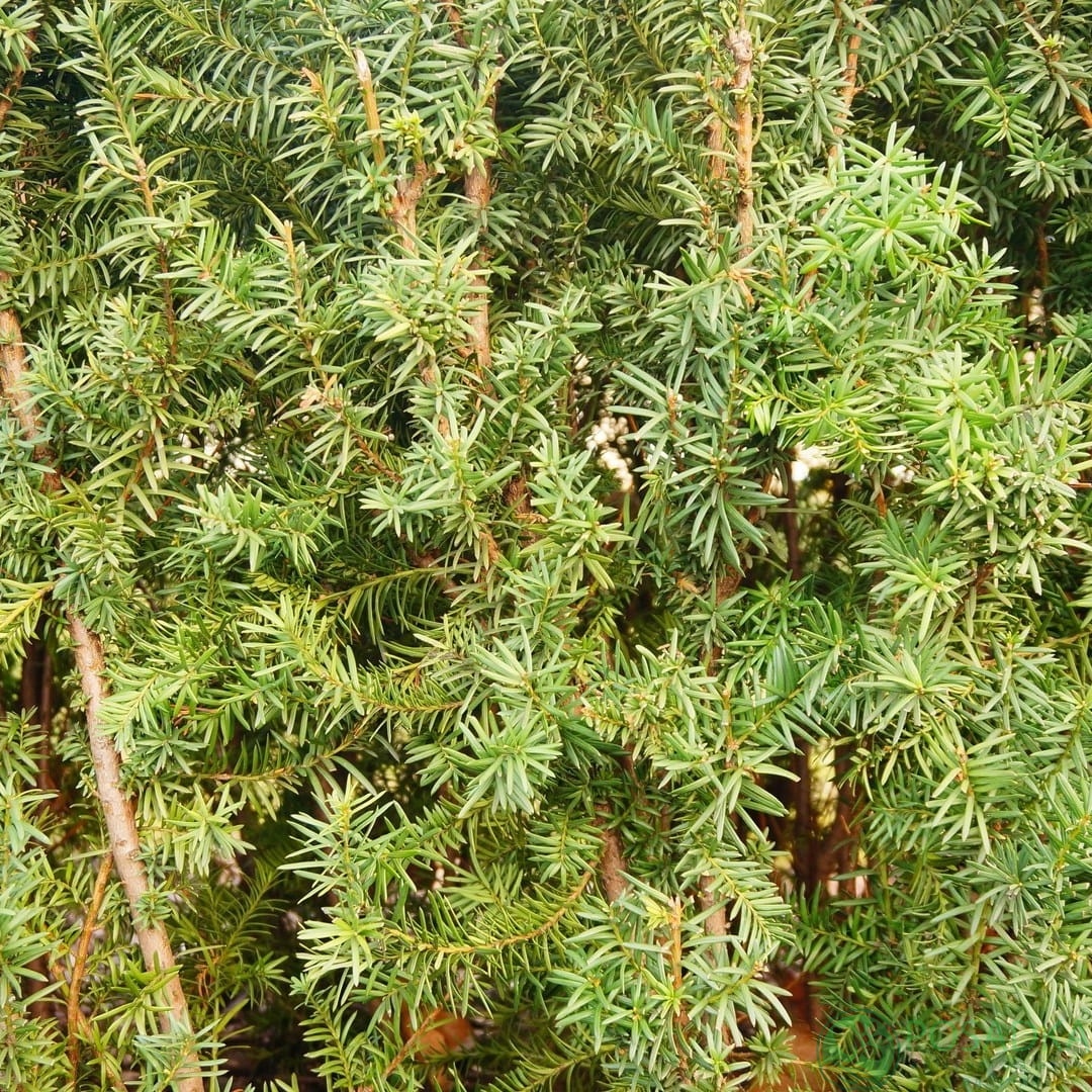 картинка Тсуга канадская Little Ninja 