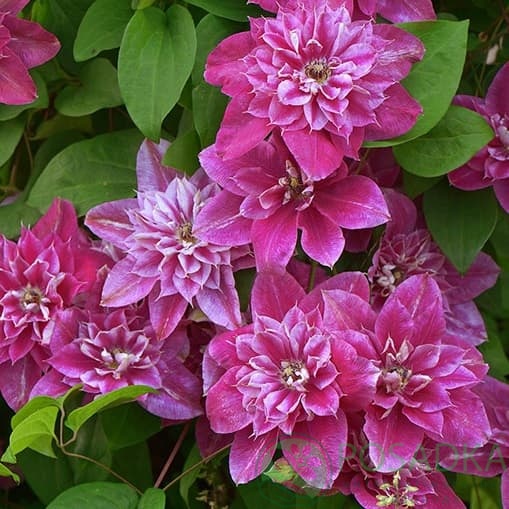 картинка Клематис My Darling PBR (Май Дарлинг) 