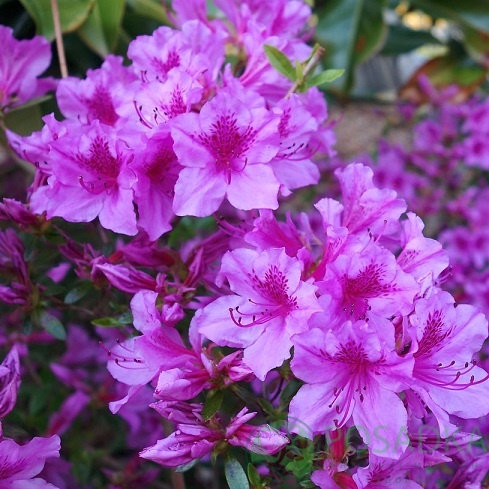 картинка Рододендрон тупой Blue Danube 