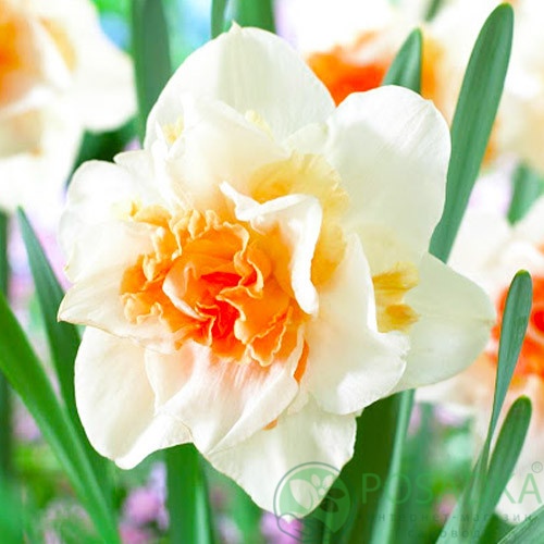 картинка Нарцисс Delnashaugh (3 шт) 